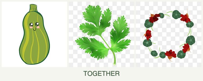 Can you plant zucchini, parsley and nasturtiums together?