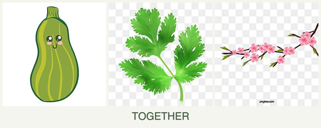 Can you plant zucchini, parsley and peaches together?