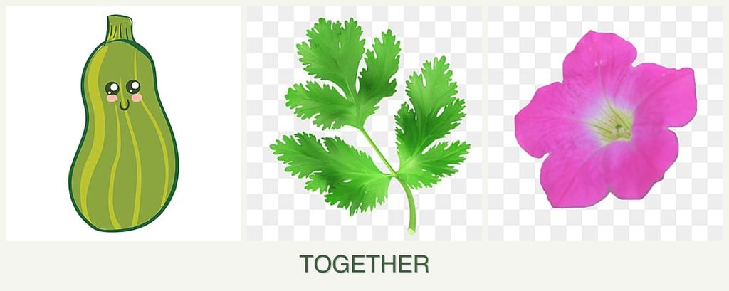Can you plant zucchini, parsley and petunias together?