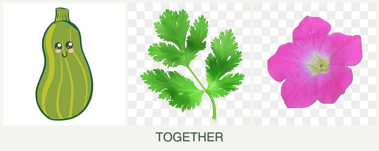 Can you plant zucchini, parsley and petunias together?