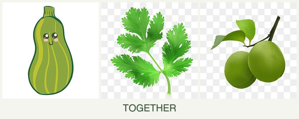Can you plant zucchini, parsley and plums together?