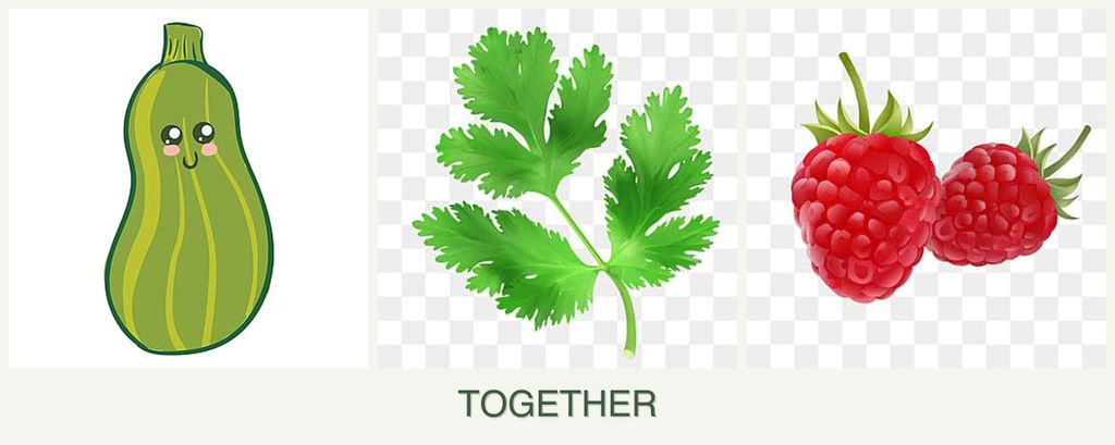 Can you plant zucchini, parsley and raspberries together?