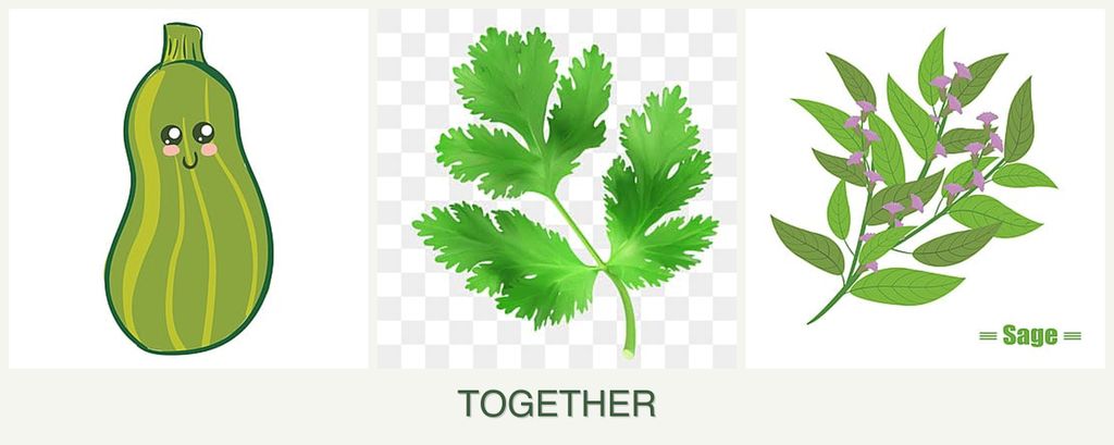 Can you plant zucchini, parsley and sage together?