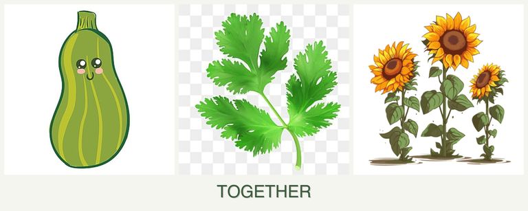 Can you plant zucchini, parsley and sunflowers together?