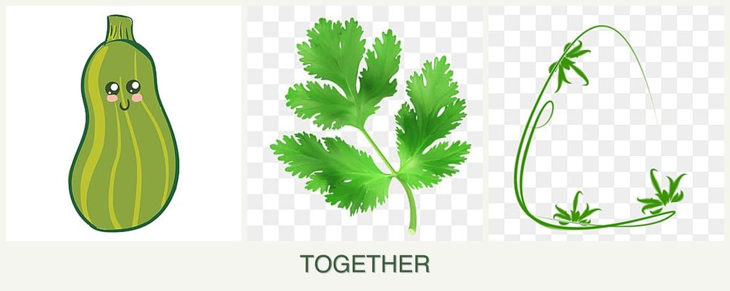 Can you plant zucchini, parsley and tarragon together?