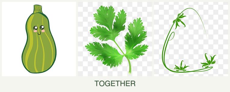 Can you plant zucchini, parsley and tarragon together?