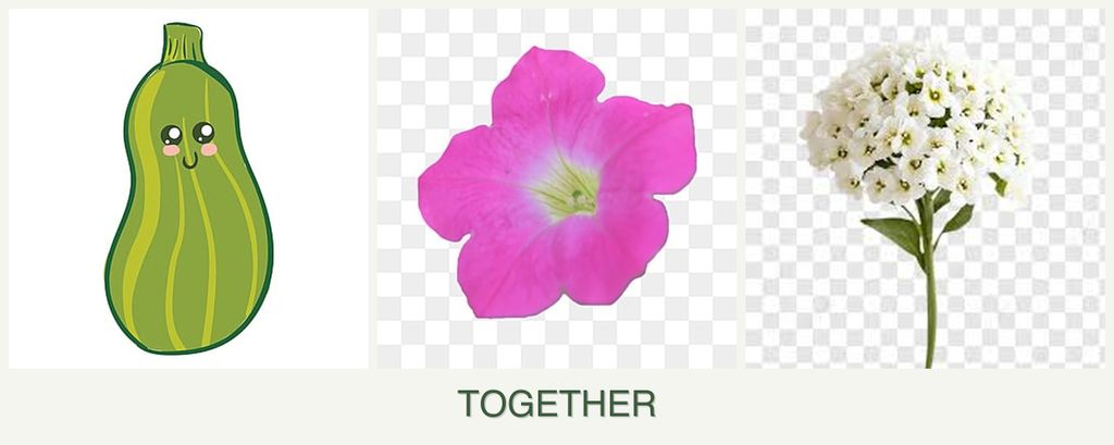 Can you plant zucchini, petunias and alyssum together?