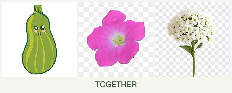 Can you plant zucchini, petunias and alyssum together?
