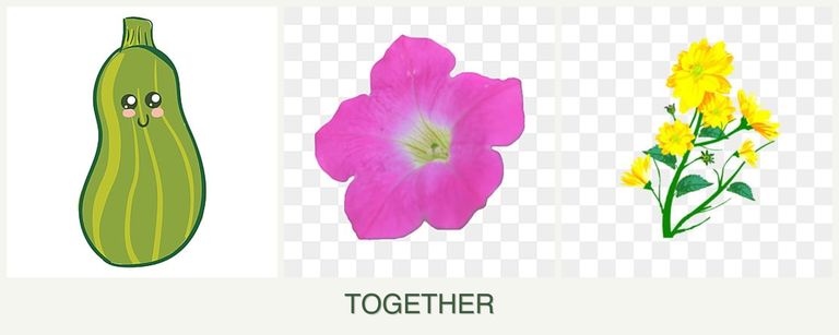 Can you plant zucchini, petunias and calendula together?