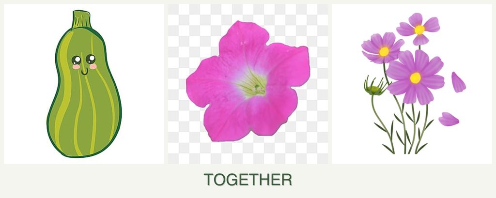 Can you plant zucchini, petunias and cosmos together?
