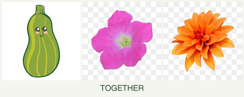 Can you plant zucchini, petunias and dahlias together?