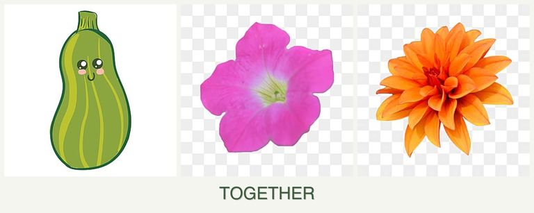 Can you plant zucchini, petunias and dahlias together?