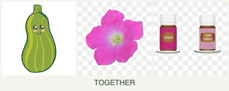 Can you plant zucchini, petunias and geraniums together?