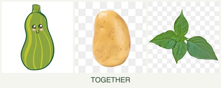 Can you plant zucchini, potatoes and basil together?