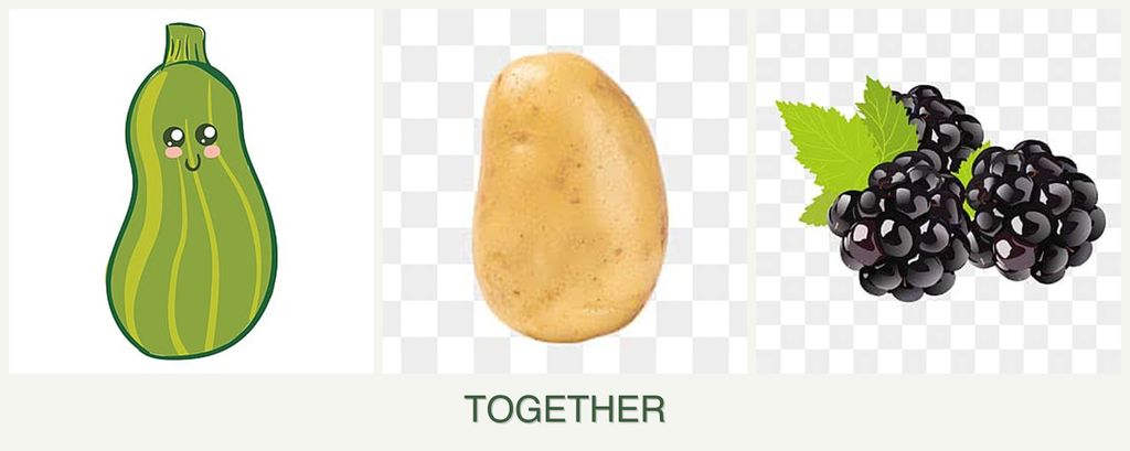 Can you plant zucchini, potatoes and blackberries together?