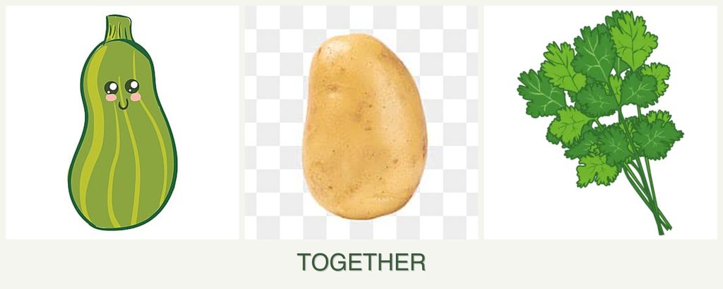 Can you plant zucchini, potatoes and cilantro together?