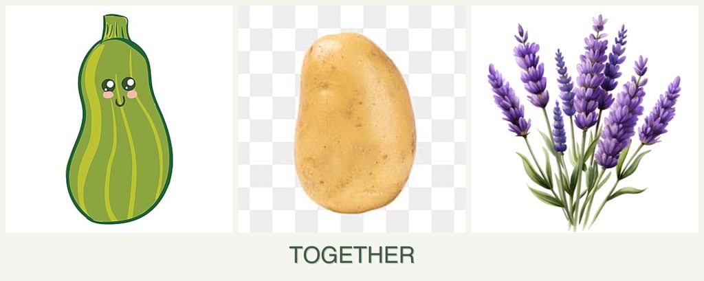 Can you plant zucchini, potatoes and lavender together?