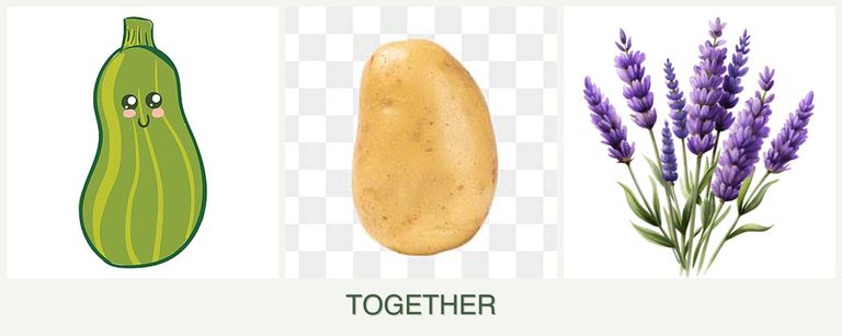 Can you plant zucchini, potatoes and lavender together?