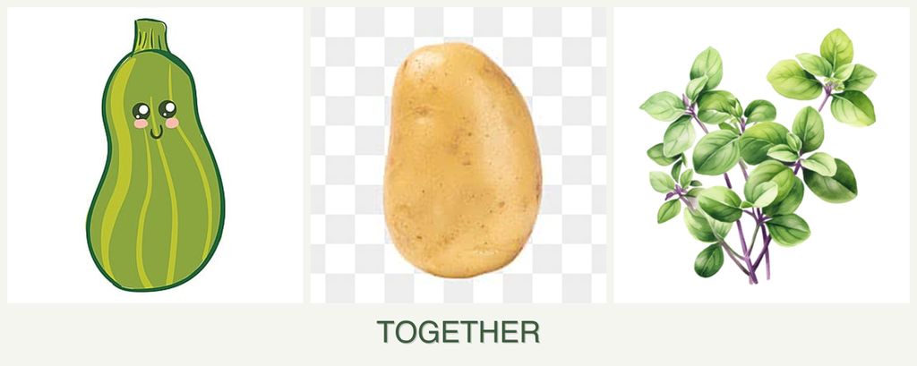 Can you plant zucchini, potatoes and oregano together?