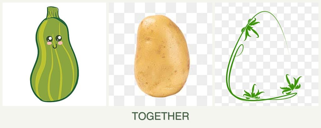Can you plant zucchini, potatoes and tarragon together?