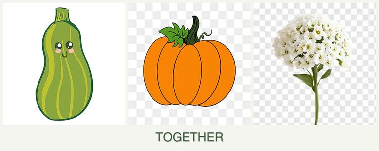 Can you plant zucchini, pumpkin and alyssum together?