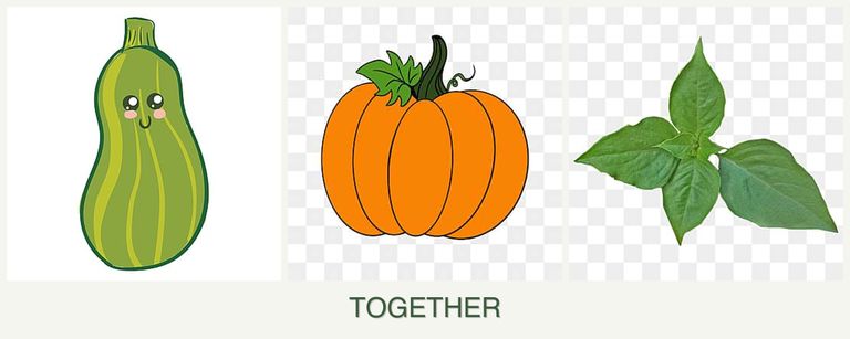 Can you plant zucchini, pumpkin and basil together?
