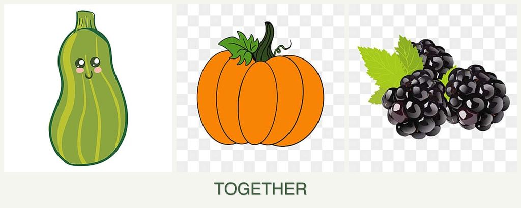 Can you plant zucchini, pumpkin and blackberries together?
