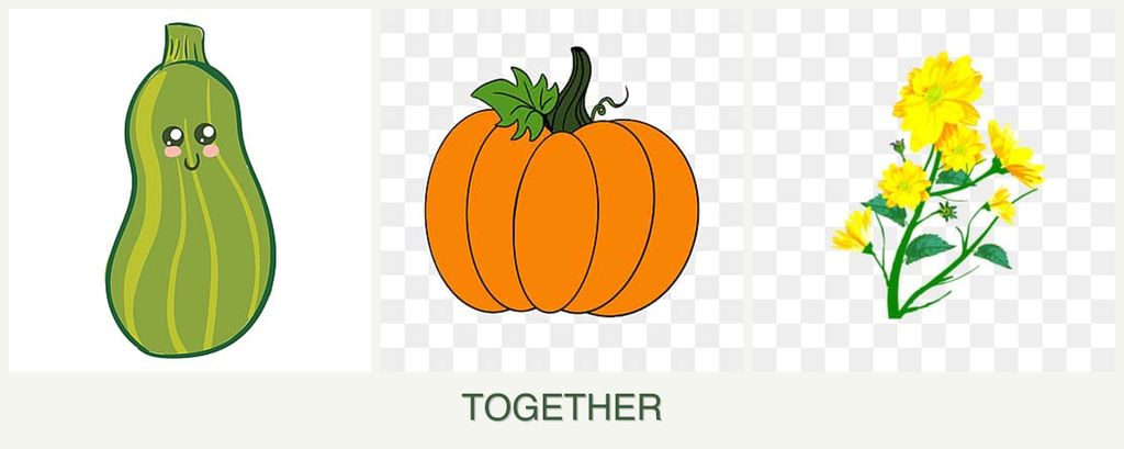 Can you plant zucchini, pumpkin and calendula together?