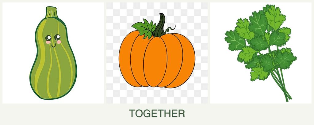 Can you plant zucchini, pumpkin and cilantro together?