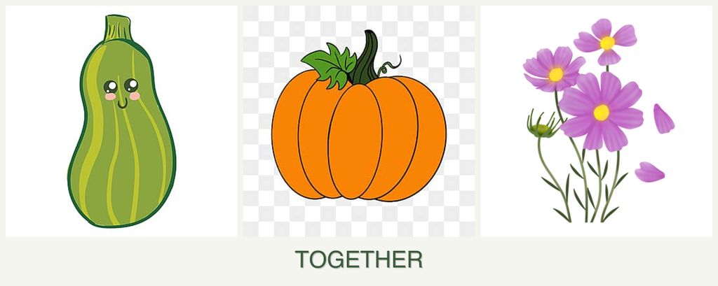 Can you plant zucchini, pumpkin and cosmos together?