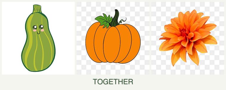 Can you plant zucchini, pumpkin and dahlias together?