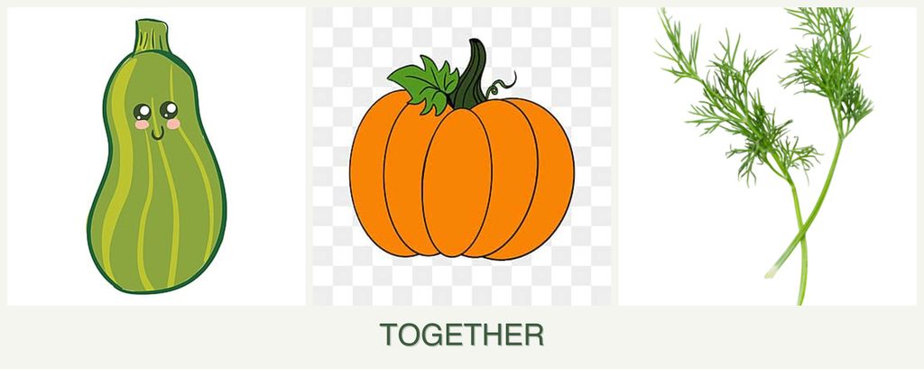 Can you plant zucchini, pumpkin and dill together?