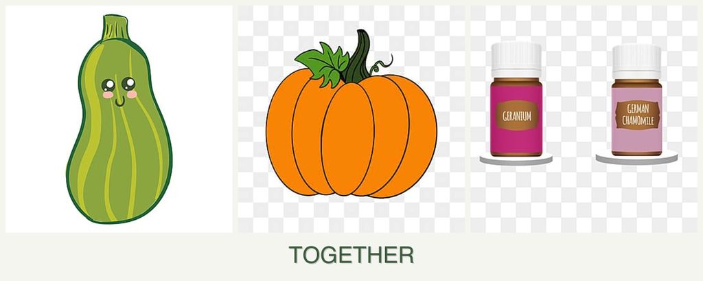 Can you plant zucchini, pumpkin and geraniums together?