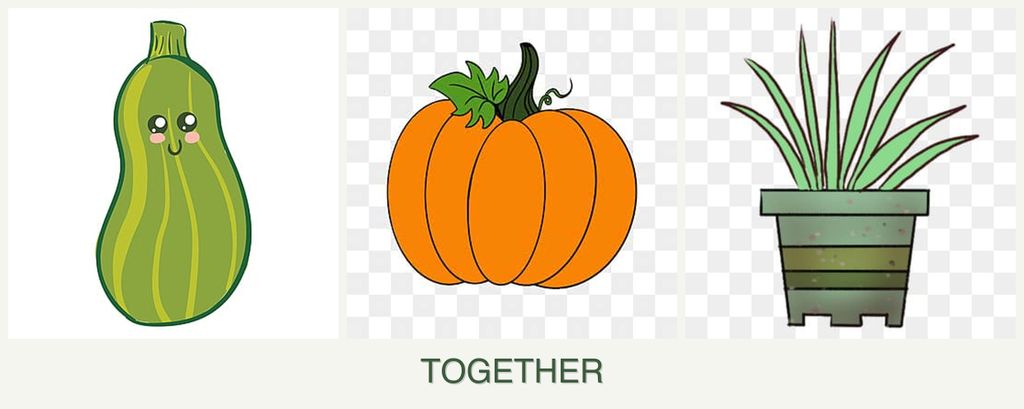 Can you plant zucchini, pumpkin and lemongrass together?