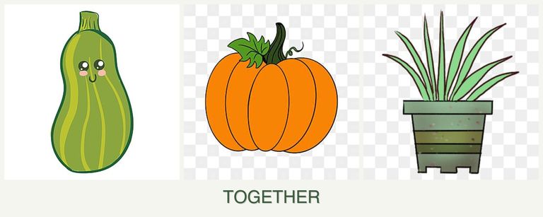 Can you plant zucchini, pumpkin and lemongrass together?