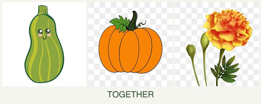 Can you plant zucchini, pumpkin and marigolds together?