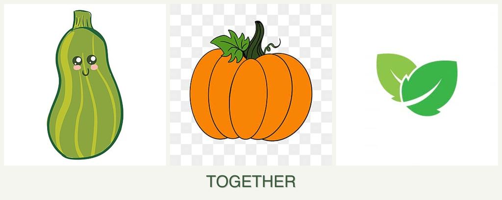Can you plant zucchini, pumpkin and mint together?