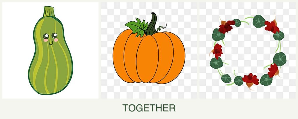 Can you plant zucchini, pumpkin and nasturtiums together?