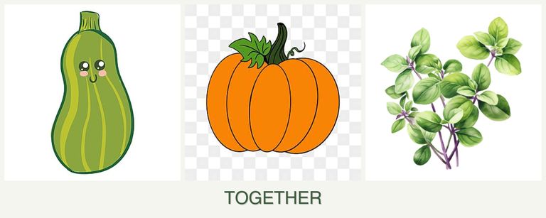 Can you plant zucchini, pumpkin and oregano together?