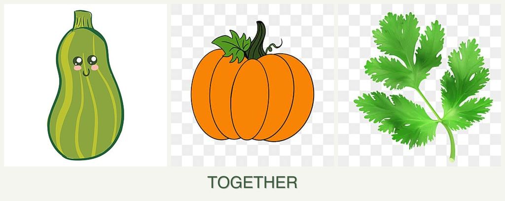 Can you plant zucchini, pumpkin and parsley together?