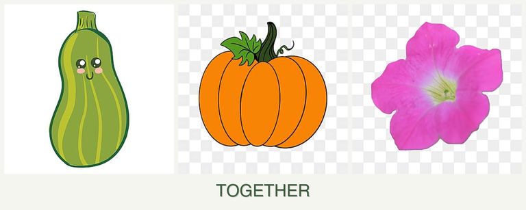 Can you plant zucchini, pumpkin and petunias together?