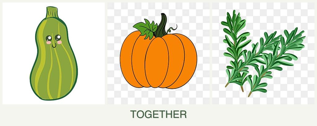 Can you plant zucchini, pumpkin and rosemary together?