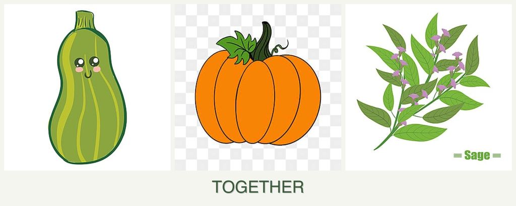 Can you plant zucchini, pumpkin and sage together?