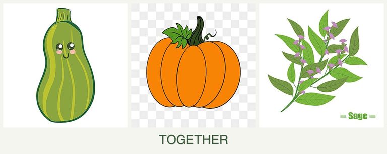 Can you plant zucchini, pumpkin and sage together?