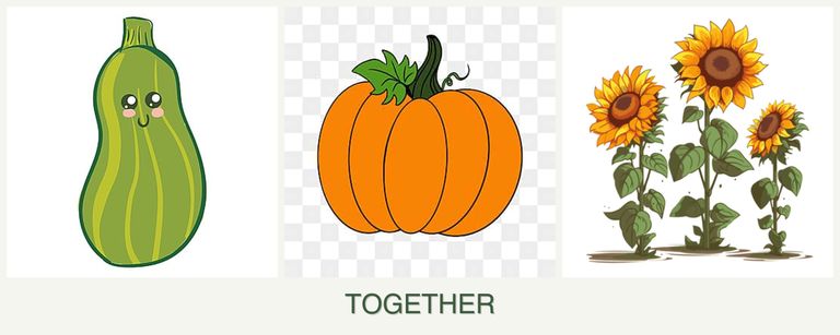 Can you plant zucchini, pumpkin and sunflowers together?