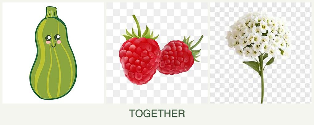 Can you plant zucchini, raspberries and alyssum together?