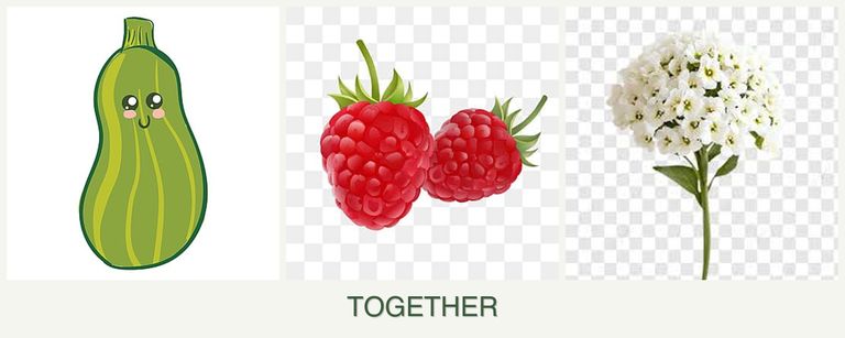 Can you plant zucchini, raspberries and alyssum together?