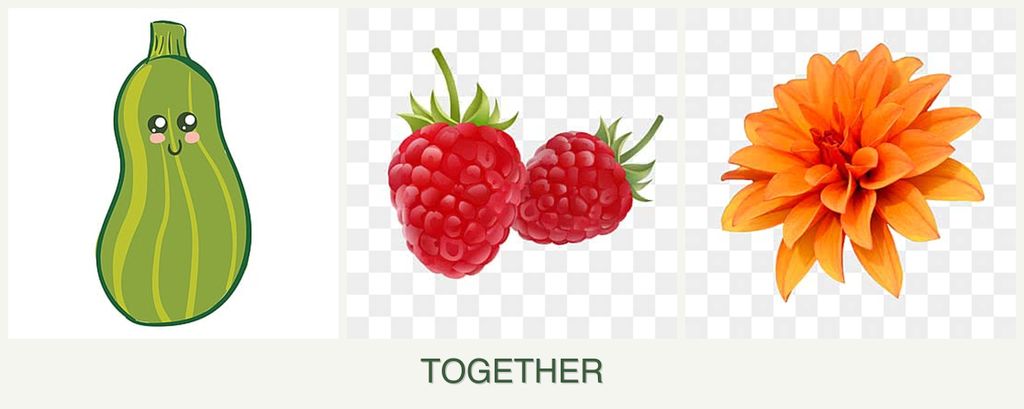 Can you plant zucchini, raspberries and dahlias together?