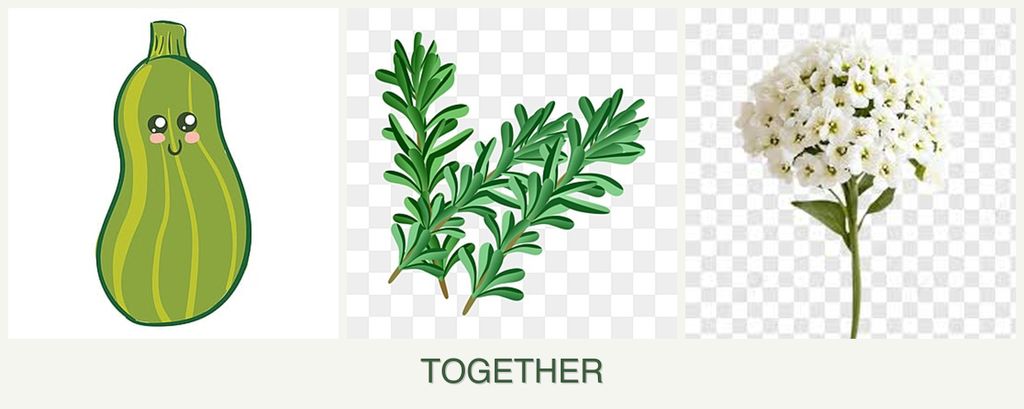 Can you plant zucchini, rosemary and alyssum together?