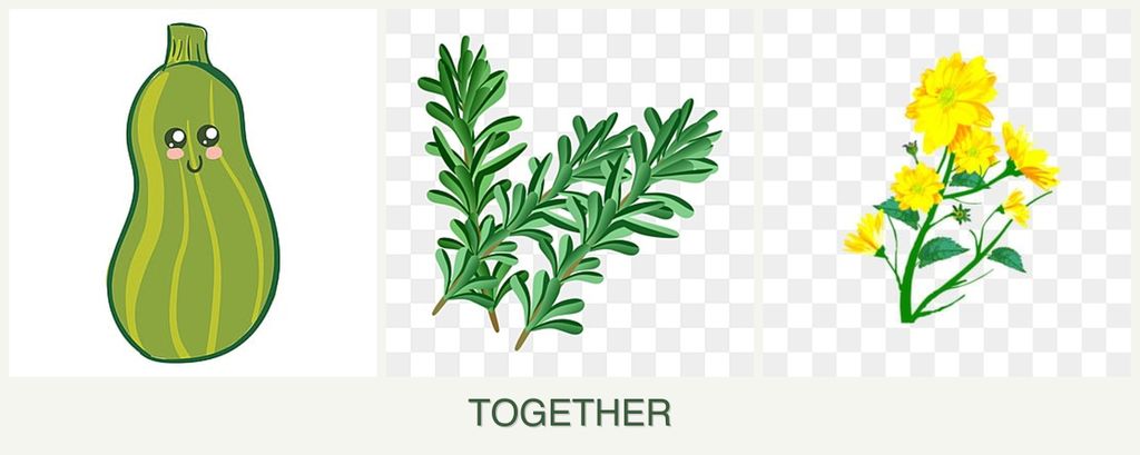 Can you plant zucchini, rosemary and calendula together?